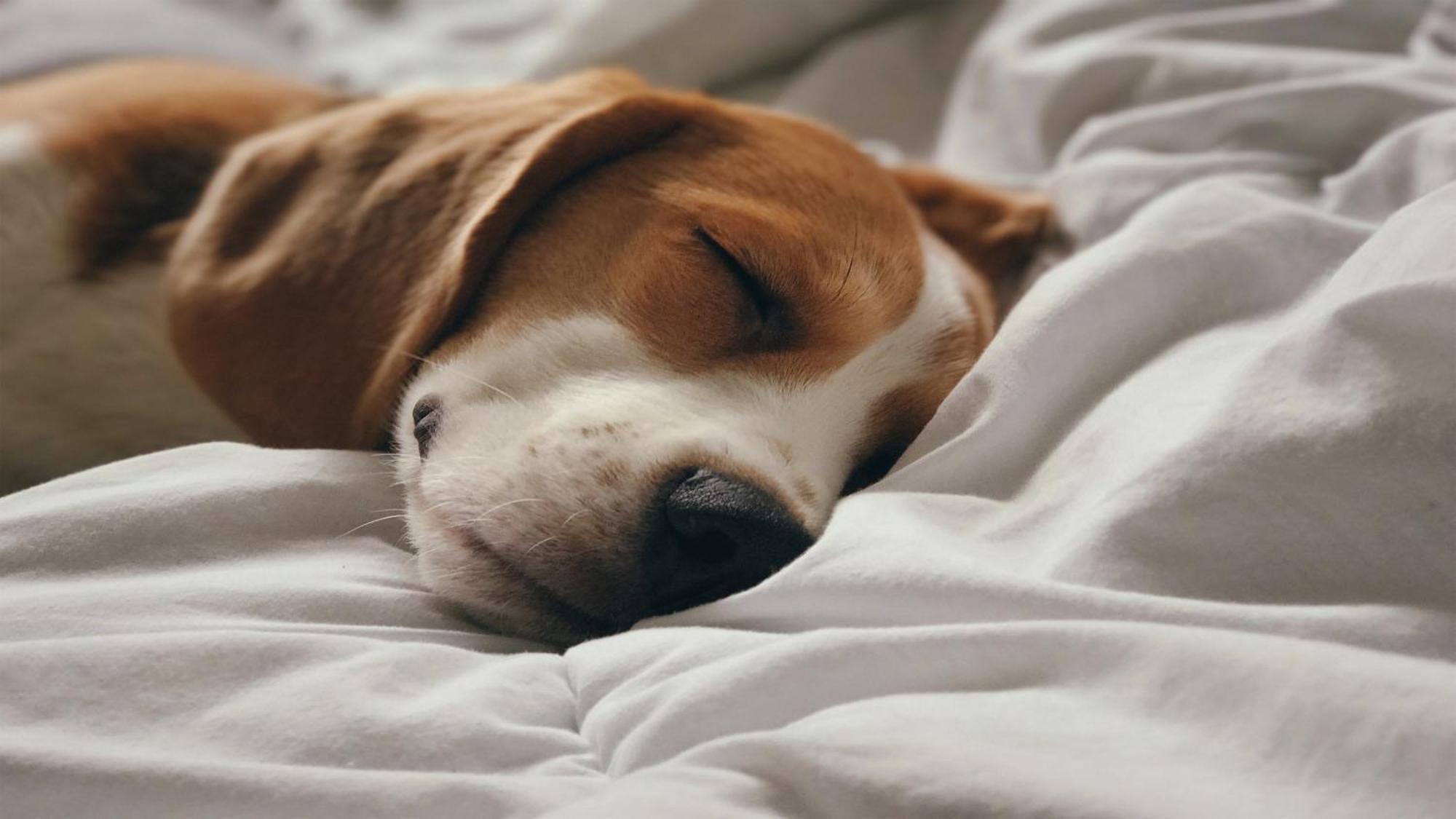 Holiday Inn Santo Domingo By Ihg Zewnętrze zdjęcie A dog sleeping